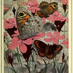 Les papillons dans la nature Neuchâtel ;Éditions Delachaux and Niestlé, s.a., 1934. http://biodiversitylibrary.org/item/103294