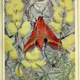 Les papillons dans la nature Neuchâtel ;Éditions Delachaux and Niestlé, s.a., 1934. http://biodiversitylibrary.org/item/103294
